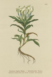 Tauern Gentian (Gentiana frigidum) by German School