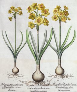Tazetta Narcissi, from Hortus Eystettensis Basil Besler (1561-1629), yayın. 1613 (el renkli gravür) by German School