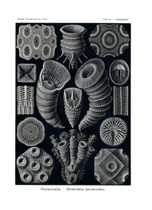 Tetracoralla, 1899-1904 by German School