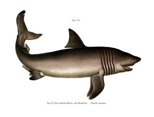 Basking Shark (renkli taş) by German School