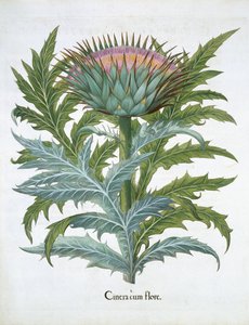The Cardoon, from Hortus Eystettensis