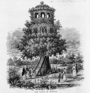 Ratibor Akçaağaç, Silezya, 1893