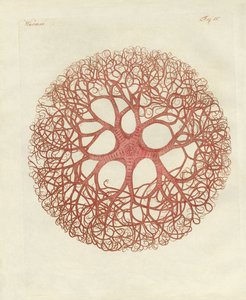 Medusa yıldızı by German School