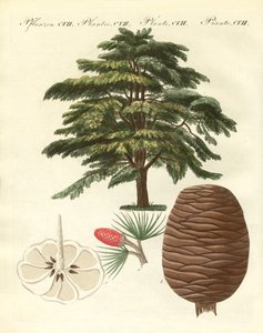 Lübnan sediri (renkli gravür) by German School