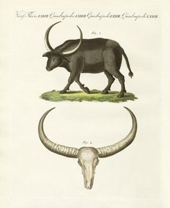 Dev bufalo (renkli gravür) by German School
