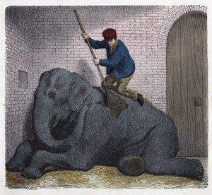 Lilli filinin sabah tuvaleti. “” Wenn Jemand eine Reise thut, so kann er was erzahlen””de (Birisi seyahat ettiğinde, söyleyebileceği şey budur), Franz Wiedemann