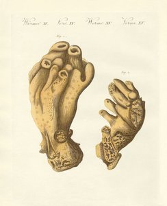 Palmiyeli Seekork veya şeytanın eli (renkli gravür) by German School