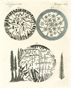 Ananas by German School