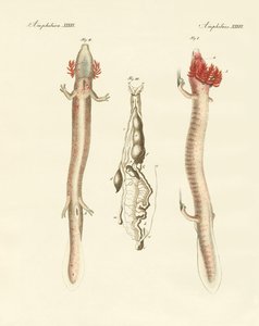 Kıvrımlı Proteus (renkli gravür) by German School