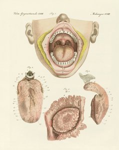 Tat (renkli gravür) by German School