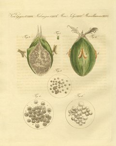 Buğdayın ustilaginomycotina (renkli gravür) by German School