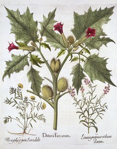 Dikenli Elma, Germander ve Mor Toadflax, Hortus Eystettensis