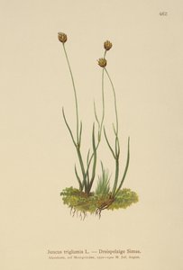 Üç gövdeli Rush (Juncus triglumis) by German School