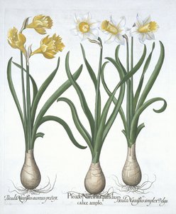 Hortus Eystettensis