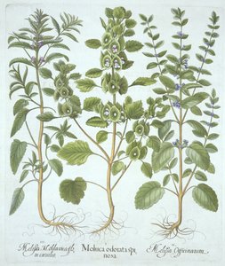 Hortus Eystettensis
