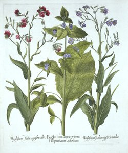 Hortus Eystettensis