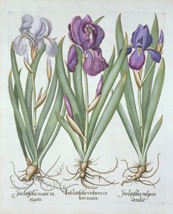Hortus Eystettensis