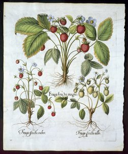 Üç çeşit çilek, tabak 116, Hortus Eystettensis
