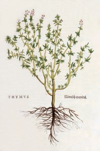 Kekik [kekik], Leonhard Fuchs tarafından De historia stirpium commentarii insignes'den alınan çizim, 1542'de yayınlandı (renkli gravür) by German School