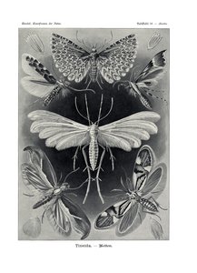 Tineida, 1899-1904 by German School