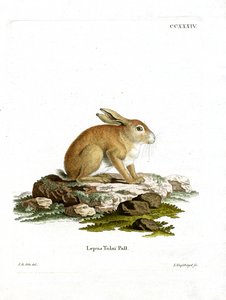 Tolai Hare (renkli gravür) by German School
