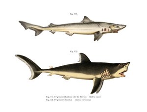 Tope Shark (renkli taş) by German School