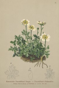 Traunfellners Crowfoot (Ranunculus Traunfellneri) by German School