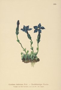 Triglav Gentian (Gentiana terglouensis, Gentiana imbricata) by German School