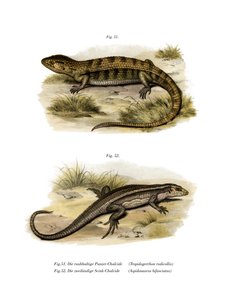 Tropidogerrhon rudicollis (renkli taş) by German School