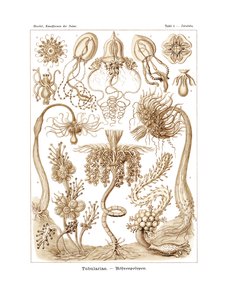 Tubularia, 1899-1904 by German School