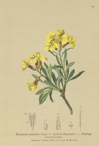 Püsküllü Wallflower (Erysimum pumilum, Erysimum alpinum) by German School