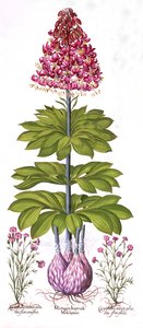 Türkler Cap Lily ve Dianthus, Hortus Eystettensis