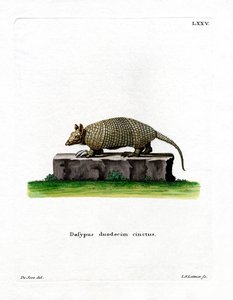 On iki bantlı Armadillo (renkli gravür) by German School