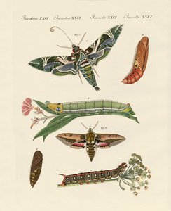 alacakaranlık kelebek by German School