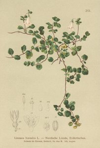 Twinflower (Linnaea borealis) by German School