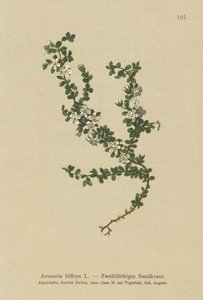 İki çiçekli Sandwort (Arenaria biflora) by German School
