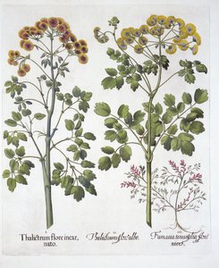 Two Kinds Meadow Rue ve Fumewort, Hortus Eystettensis