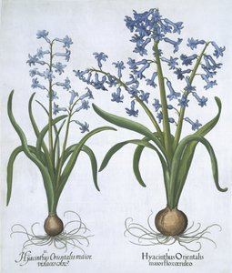 Hortus Eystettensis