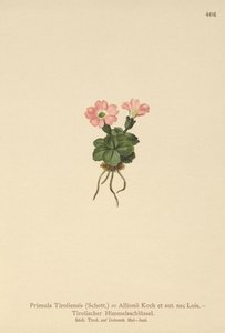 Tirol çuha çiçeği (Primula tyrolensis, Primula Tirolensis, Primula Allionii) by German School