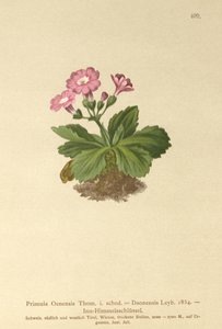 Val-Daone Primrose (Primula Oenensis, Primula Daonensis) by German School