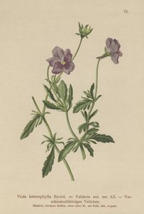 Valderia Menekşe (Viola heterophylla, Viola Valderia) by German School