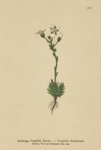 Vandellis Saxifrage (Saxifraga Vandellii) by German School