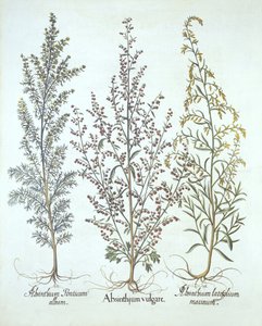 Wormwood