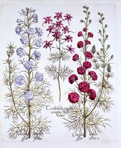Hortus Eystettensis