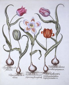 Hortus Eystettensis