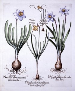 Hortus Eystettensis