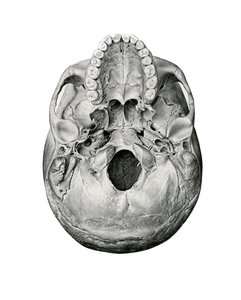 İnsan Kafatasının Ventral Görünümü by German School