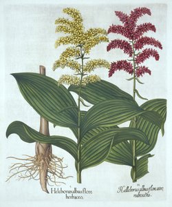 Veratrum, Basil Besler