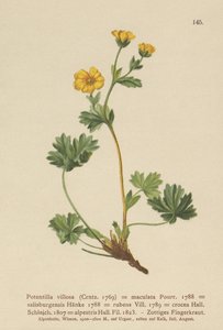 Villous Cinquefoil (Potentilla villosa, Potentilla maculata, Potentilla rubens, Potentilla crocea, Potentilla alpestris, Potentilla salisburgensis) by German School