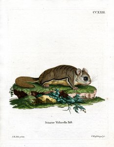 Virjinya Uçan Sincap (renkli gravür) by German School